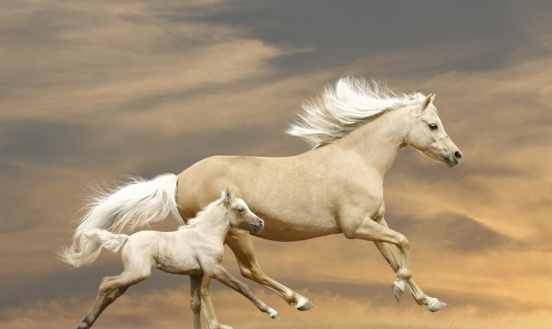 White Horse and Foal — Beige
