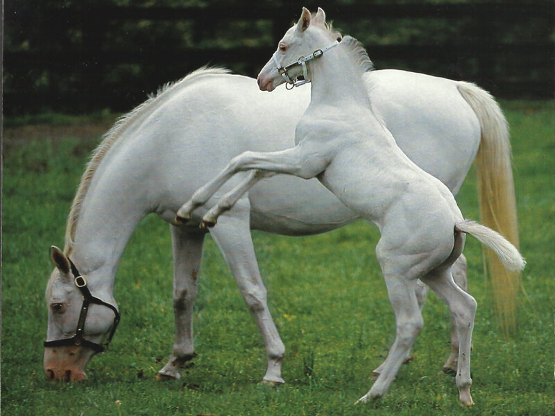 White Horse and Foal — Calm