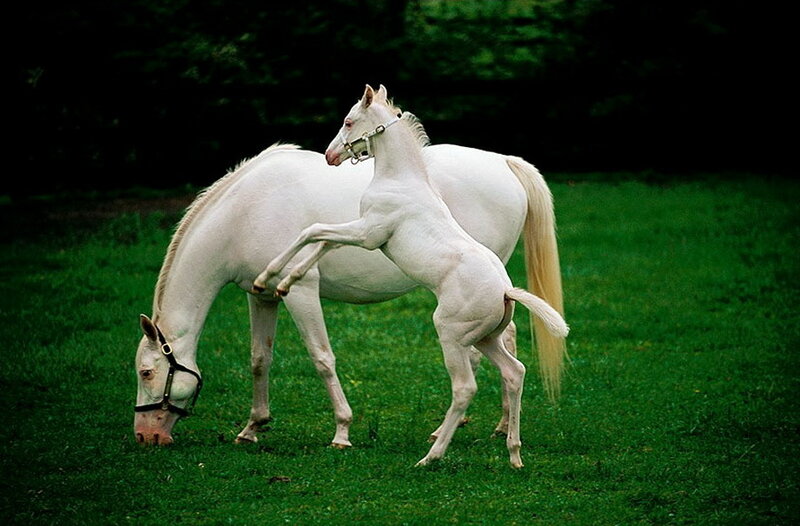 White Horse and Foal — Green, Calm