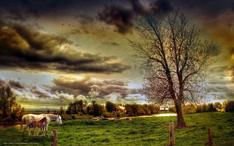 White Horse and Foal — Green, Dramatic, Sunset, Photograph