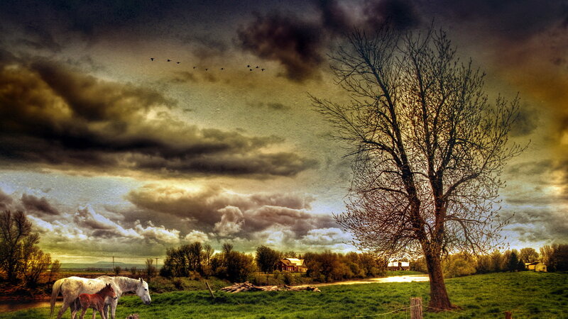 White Horse and Foal — Green, Dramatic, Sunset