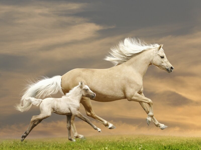 White Horse and Foal — Green, Dynamic, Sunset