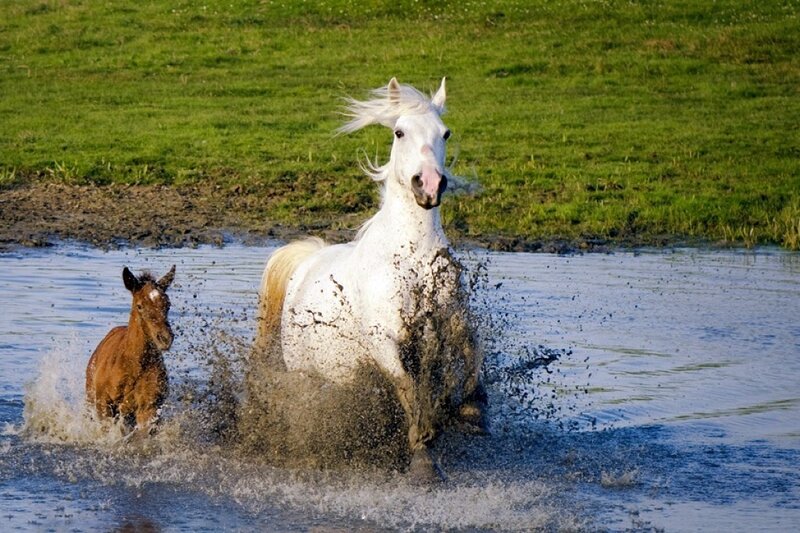 White Horse and Foal — Green, Dynamic