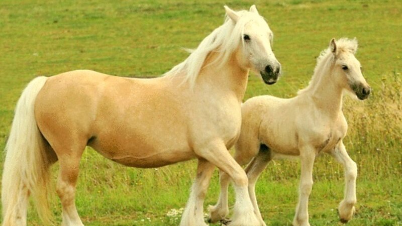 White Horse and Foal — Green, Serene, Afternoon, Photograph