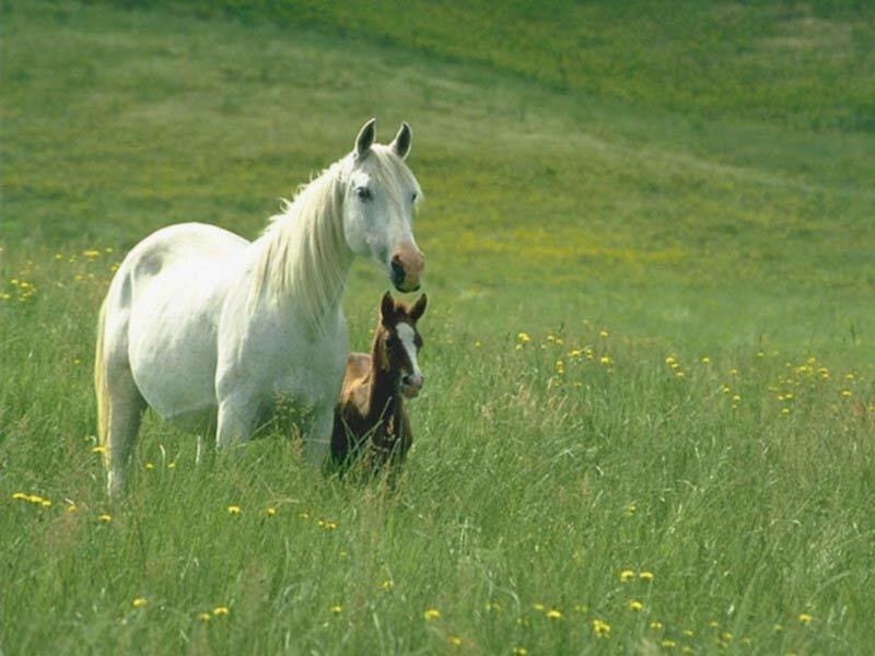 White Horse and Foal — Green, Serene