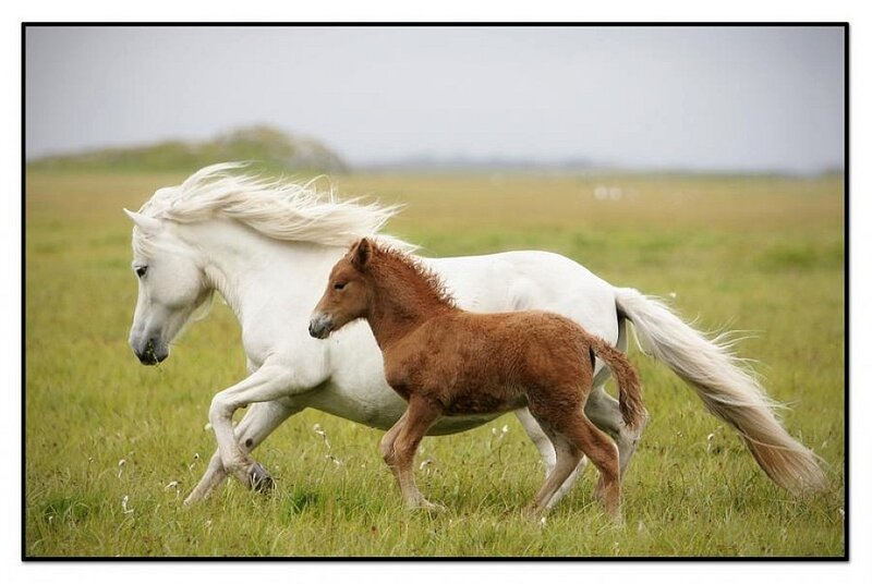 White Horse and Foal — Green