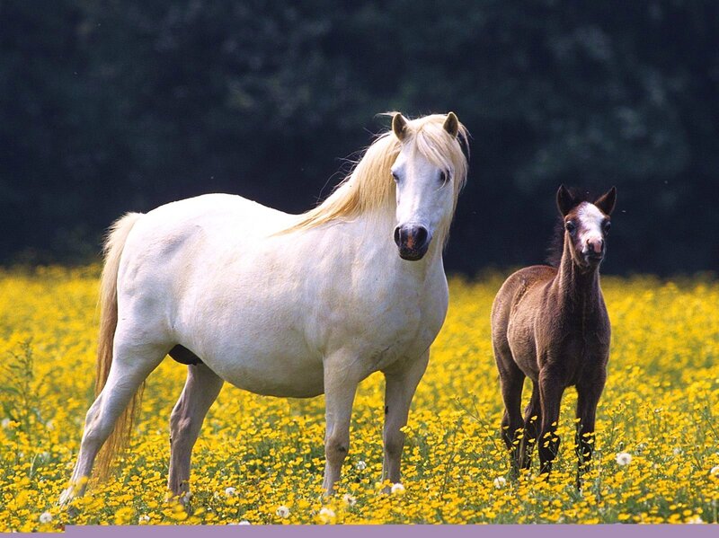White horse and foal in a field