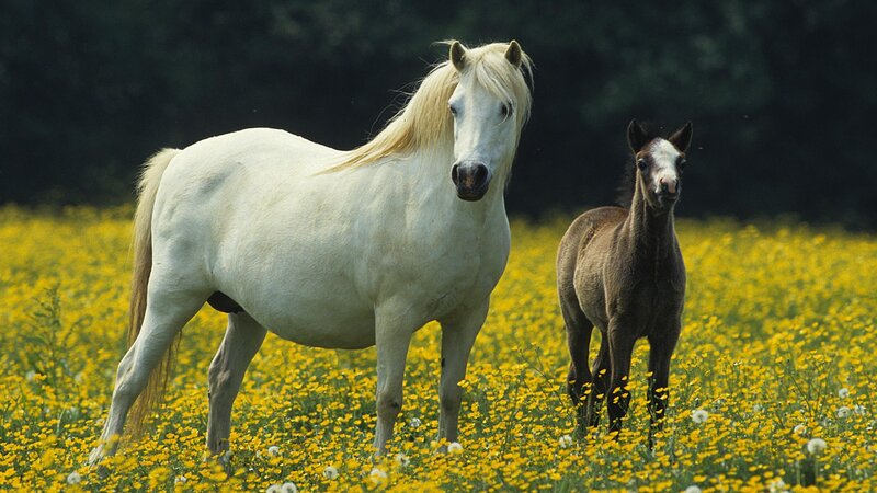 White horse and foal in field