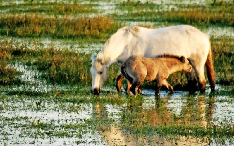 White horse and foal in wetland