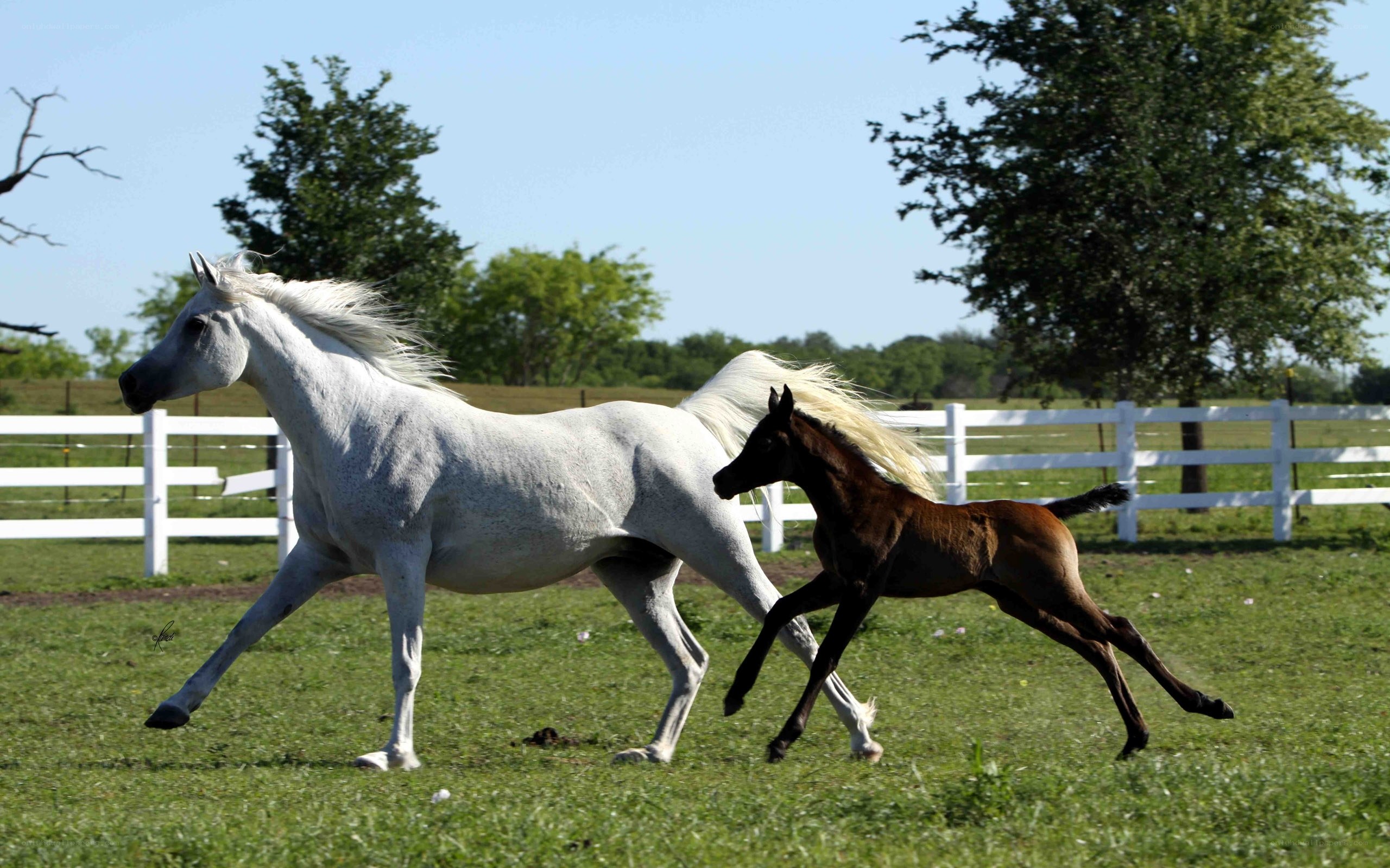 White horse and foal running