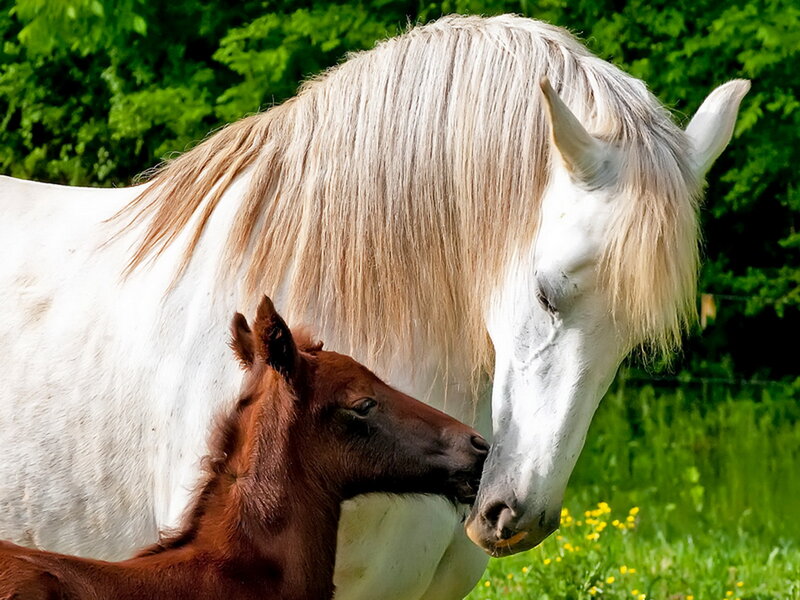 White Horse and Foal — Serene, Afternoon, Photograph