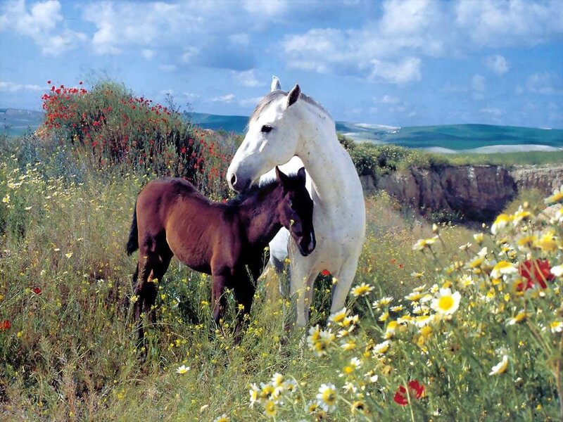 White Horse and Foal — Serene, Afternoon