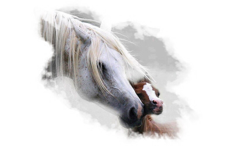 White Horse and Foal — Serene, Photograph