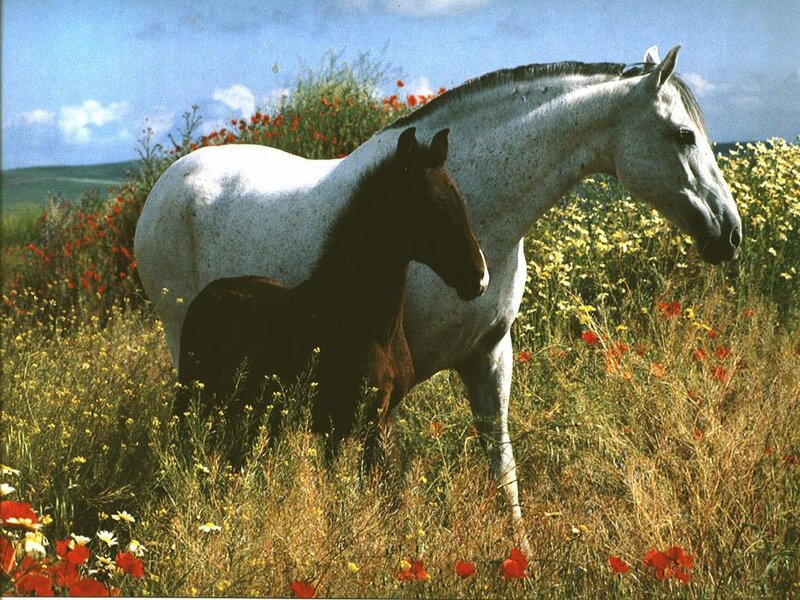 White Horse and Foal — Serene