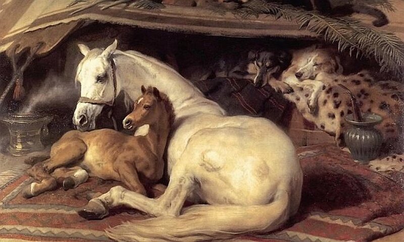 White Horse and Foal