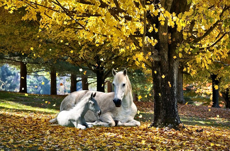 White Horse and Foal — Yellow, Serene