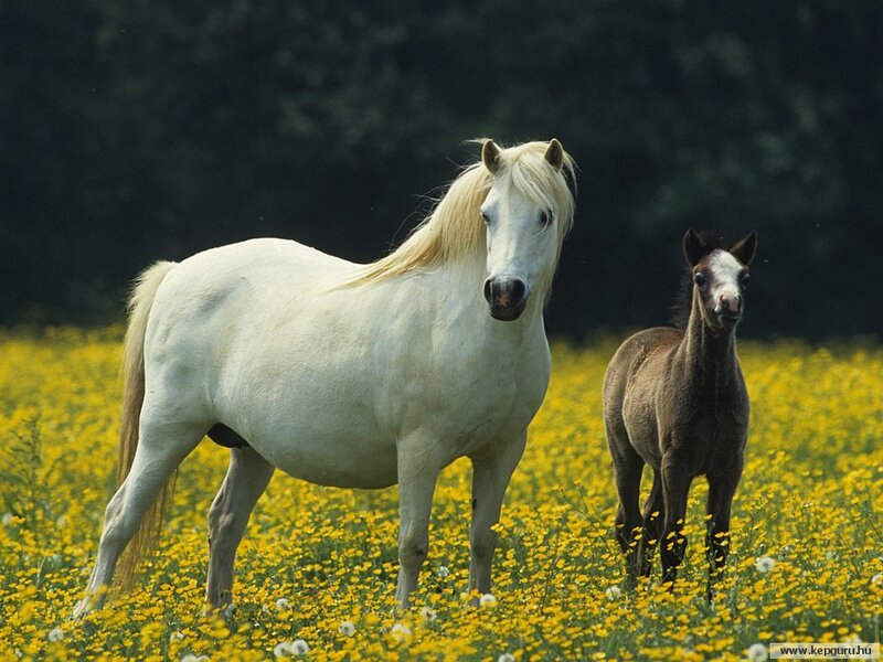 White Horse and Foal — Yellow