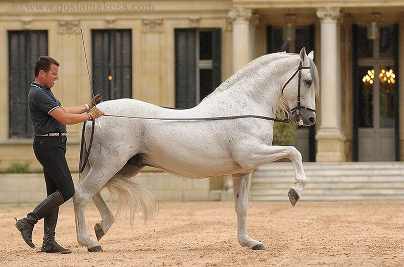 White Horse and Handler — Focused