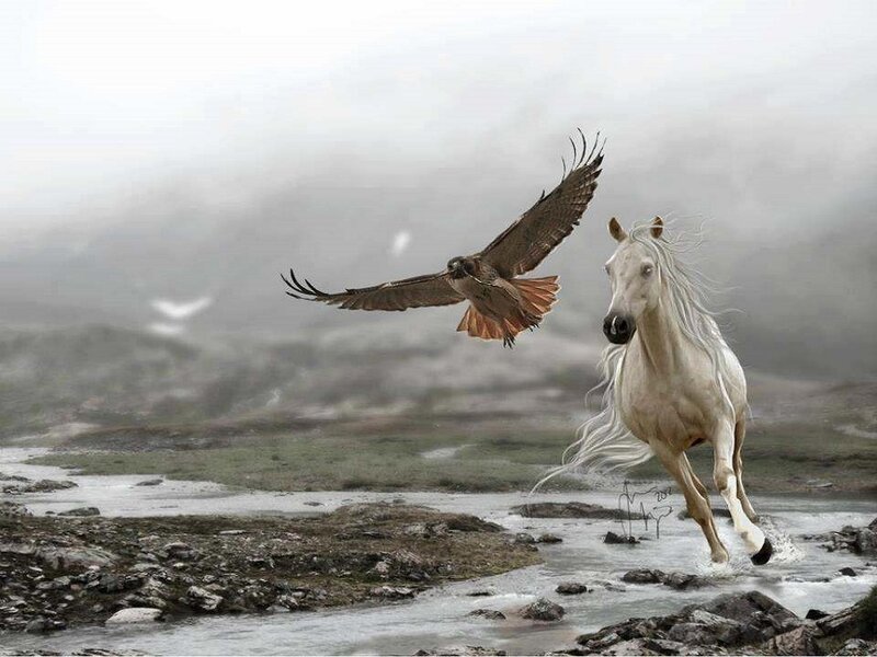 White Horse and Hawk