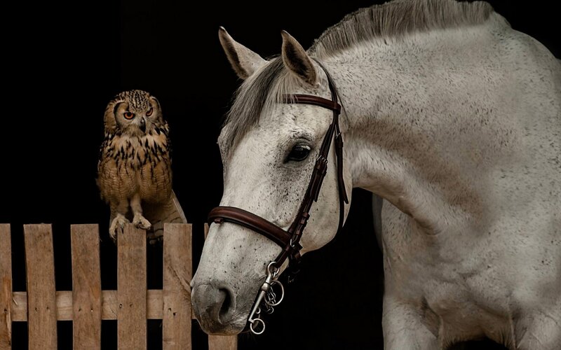 White Horse and Owl