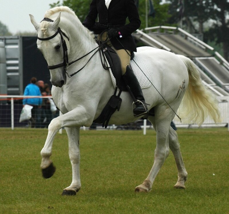 White Horse and Rider