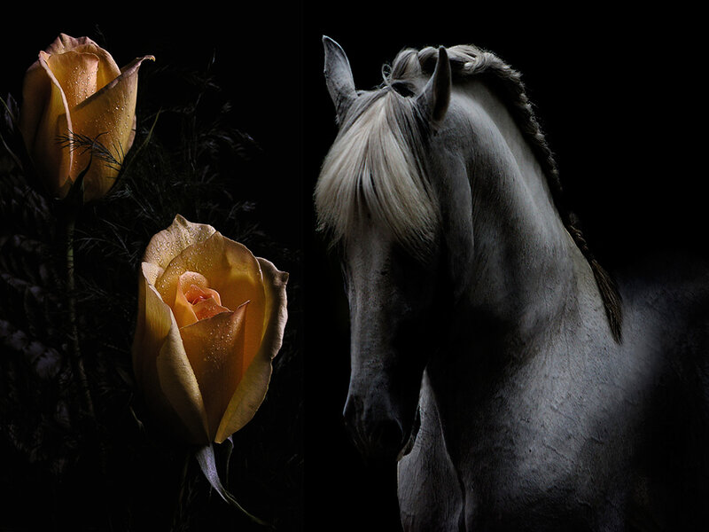 White Horse and Roses