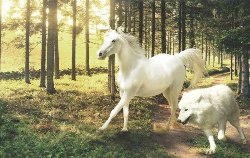 White Horse and Wolf — Serene