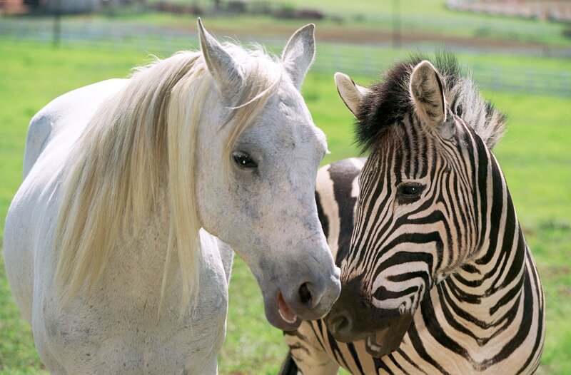 White Horse and Zebra