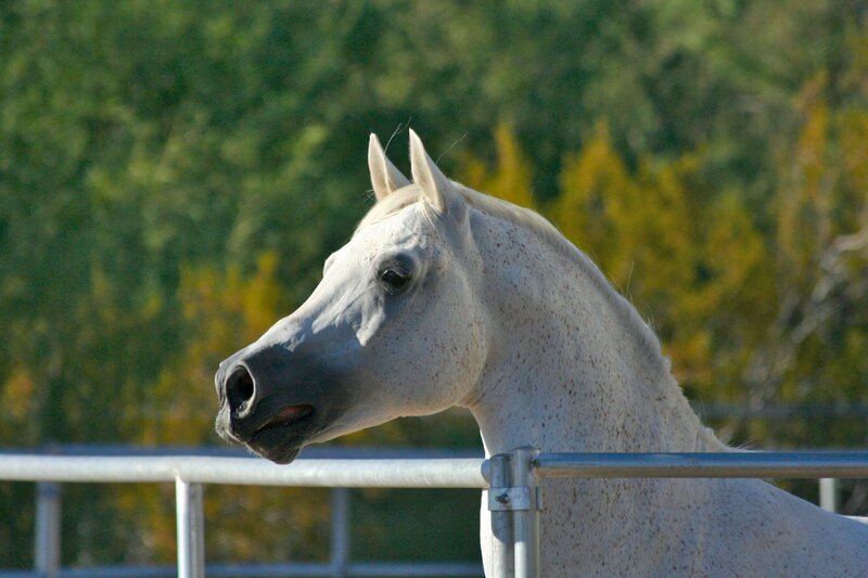 white horse at a fence