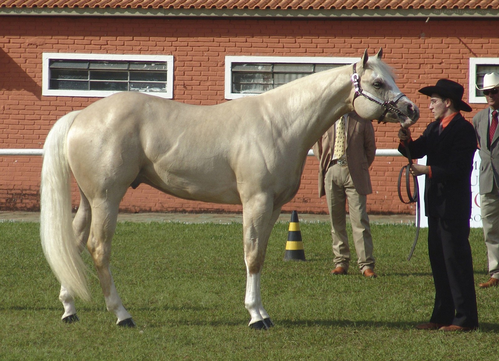 White horse at a show