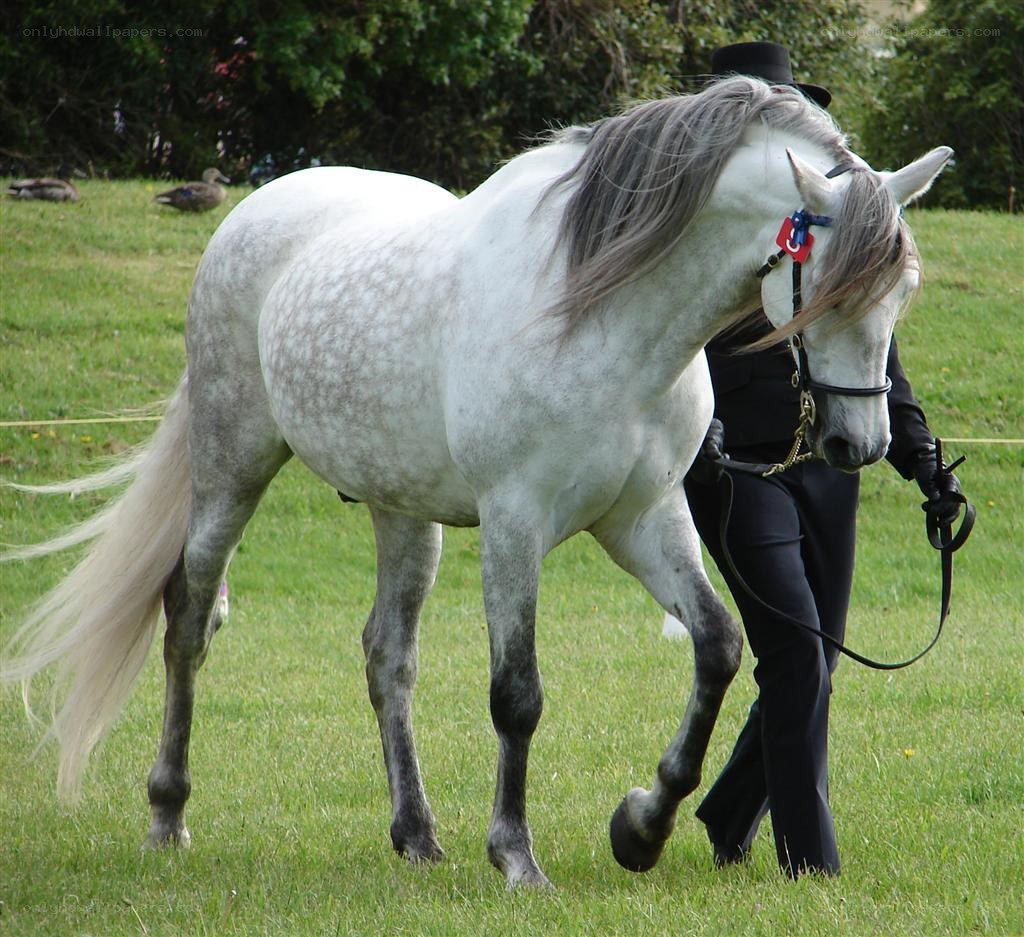 white horse at a show