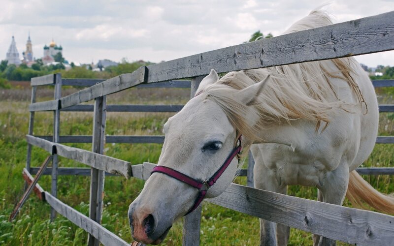 White Horse at Fence — Calm, Afternoon