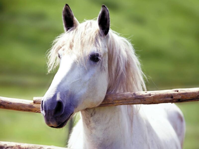 White Horse at Fence — Calm