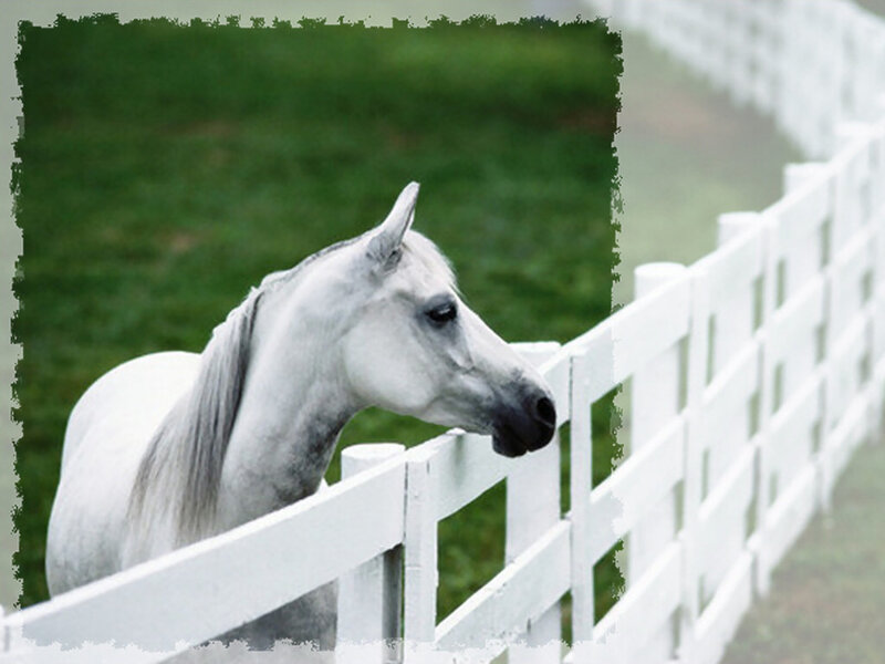 White Horse at Fence
