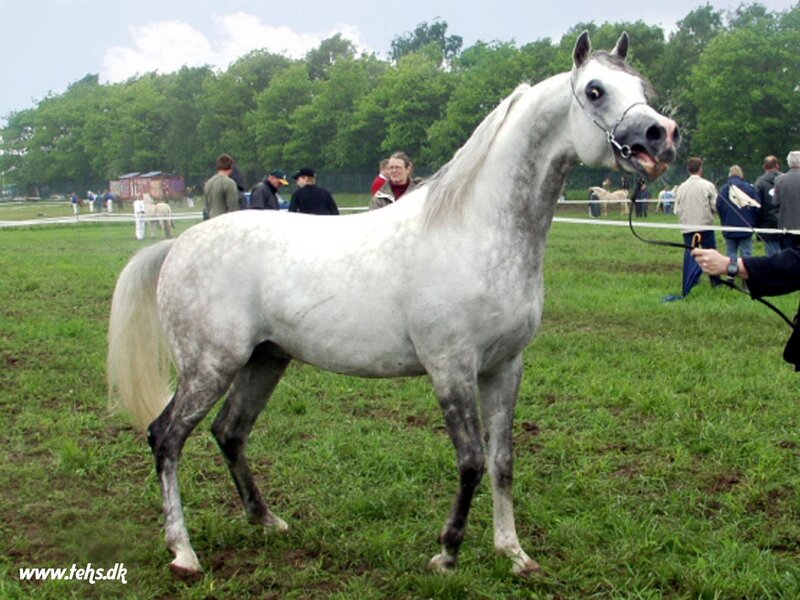 White Horse at Show