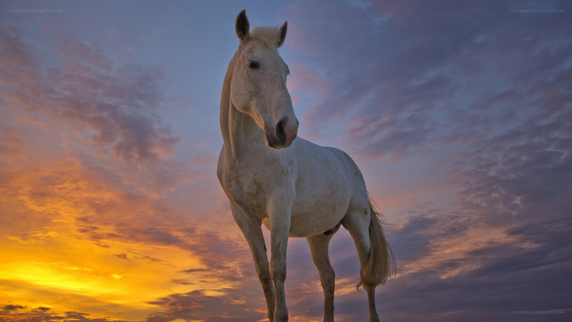 white horse at sunset