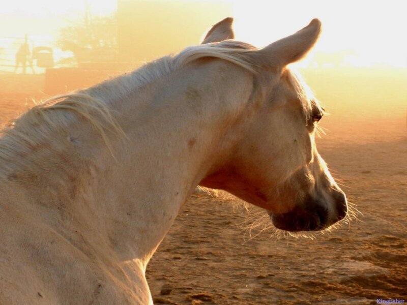 white horse at sunset