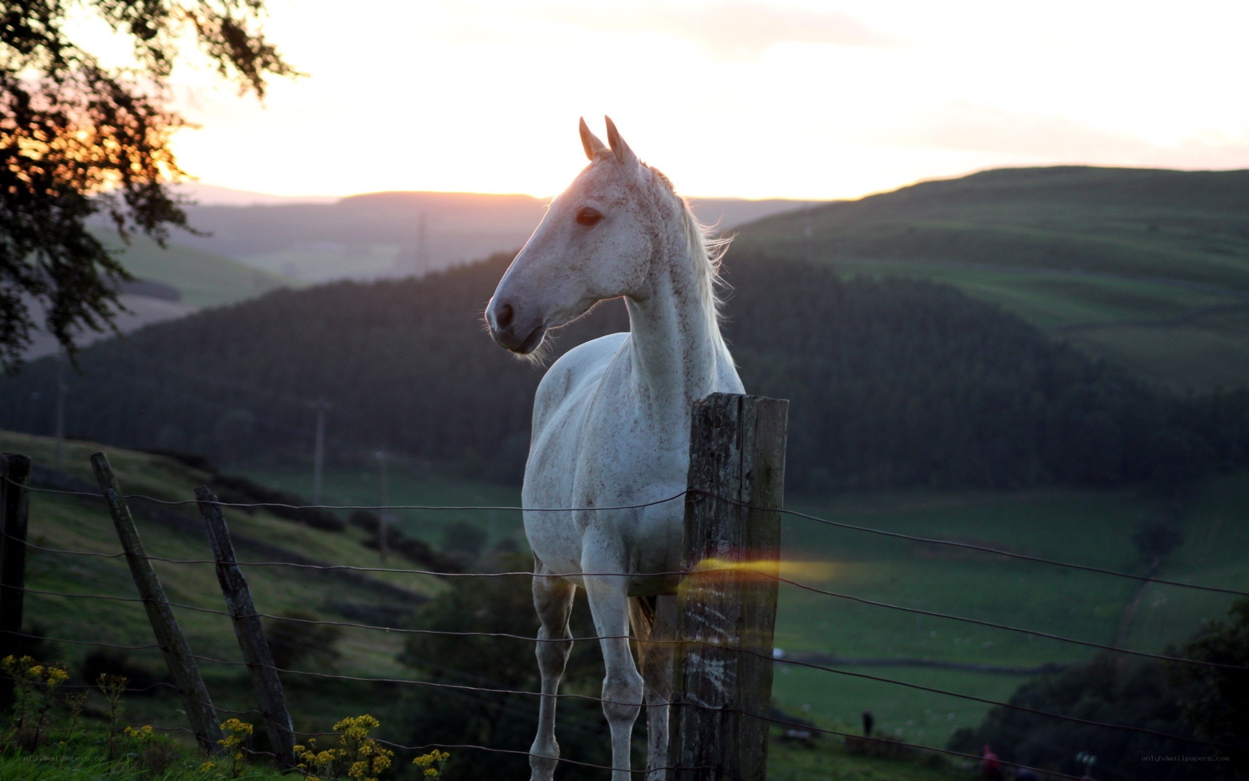 White horse at sunset