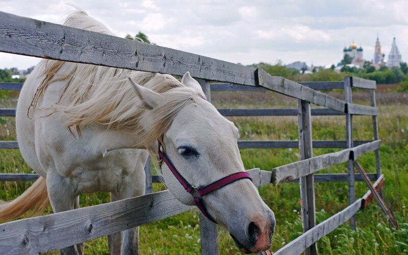 White horse at wooden fence