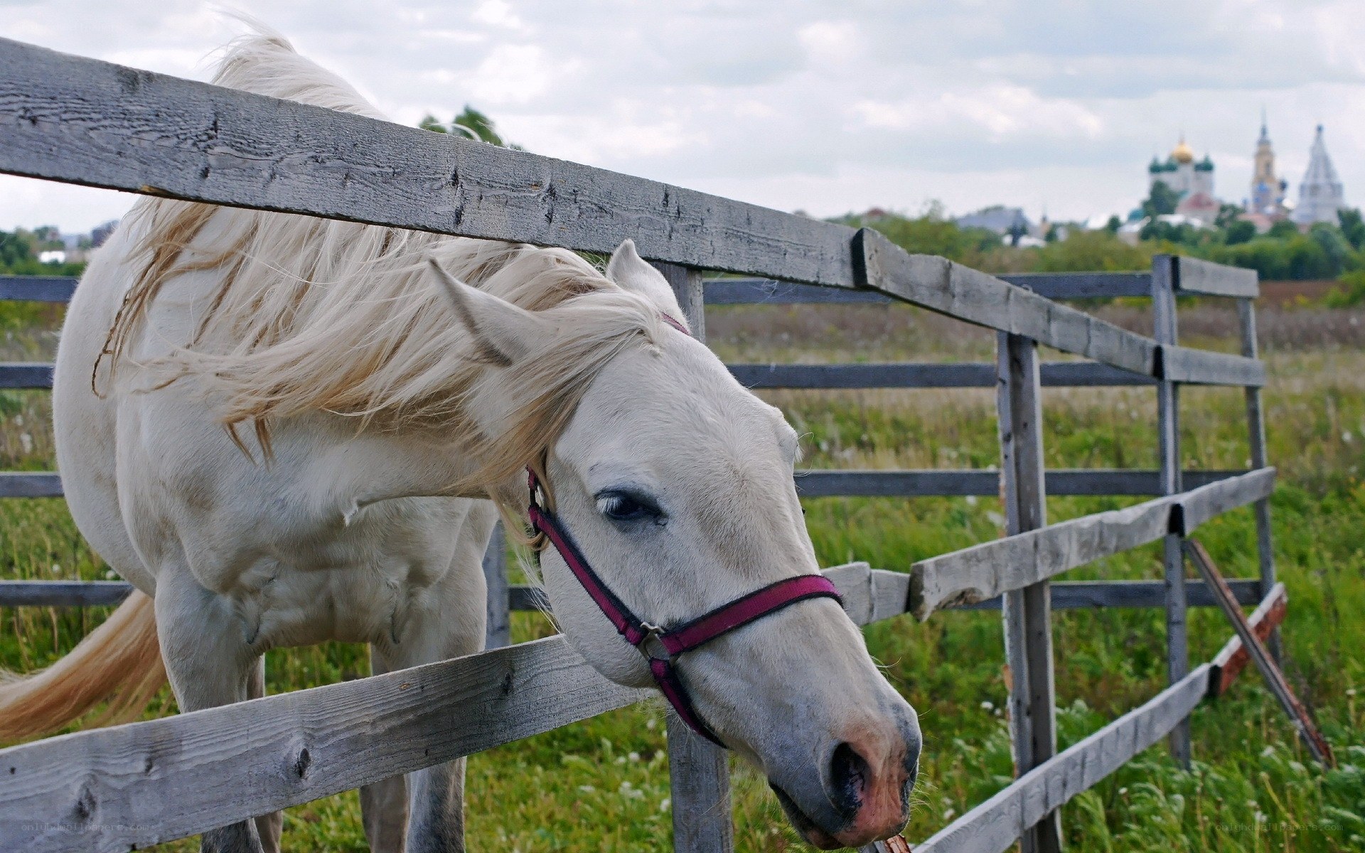 White horse at wooden fence