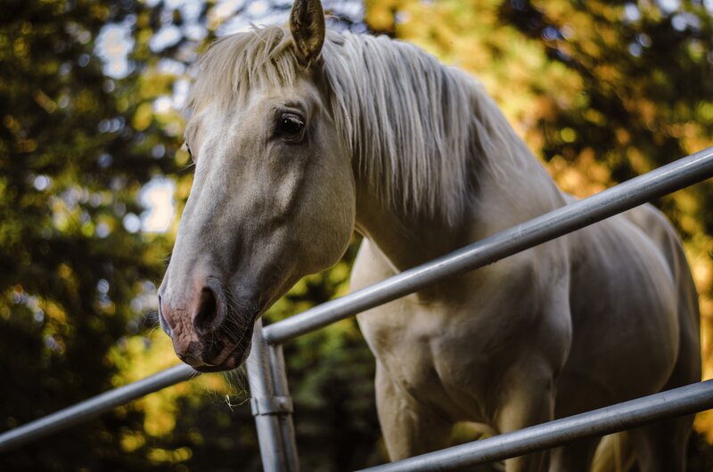 White Horse Behind Fence — Calm
