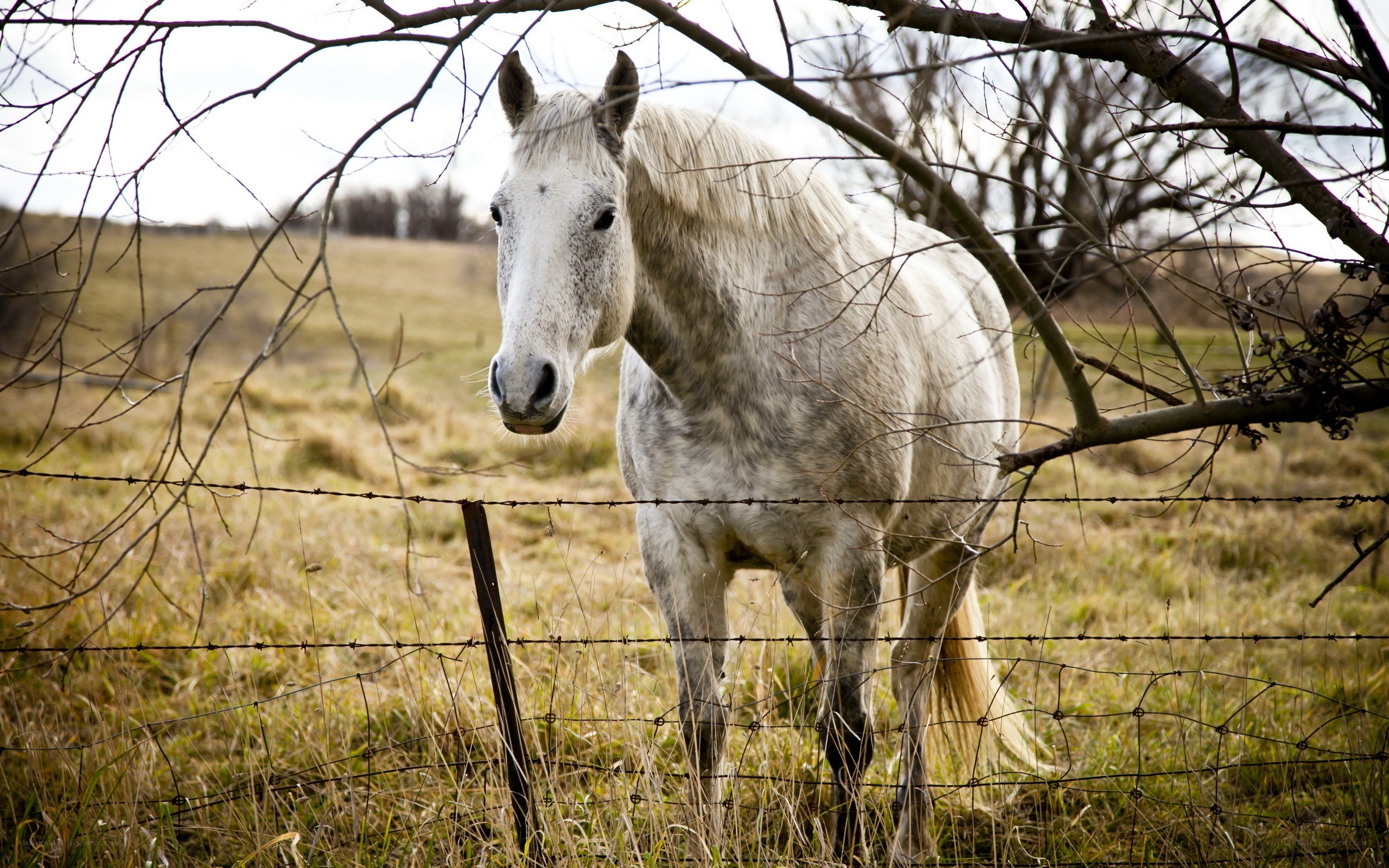 white horse behind fence