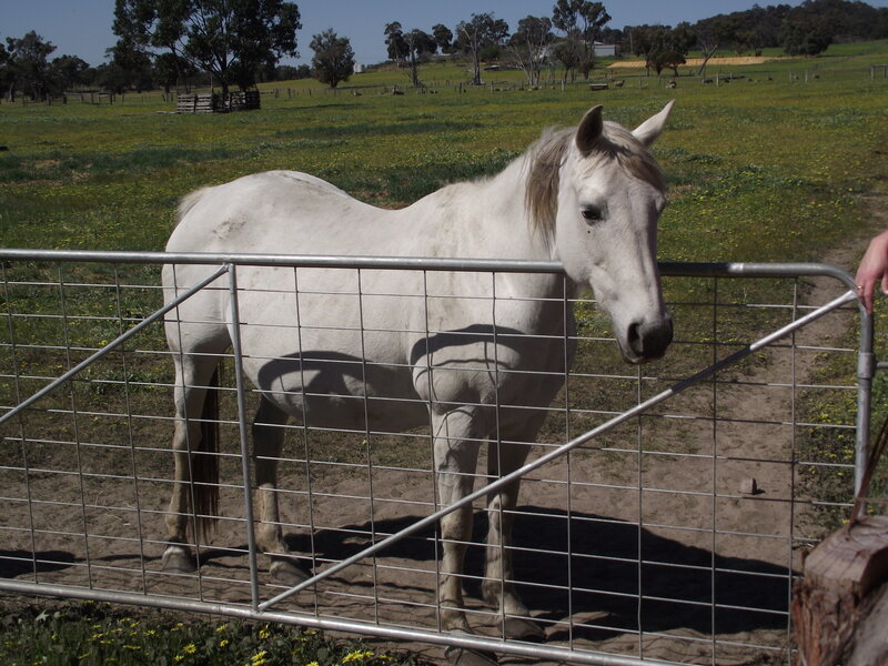 White Horse Behind Gate
