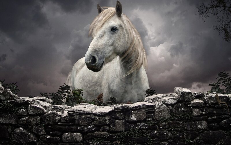 White Horse Behind Wall