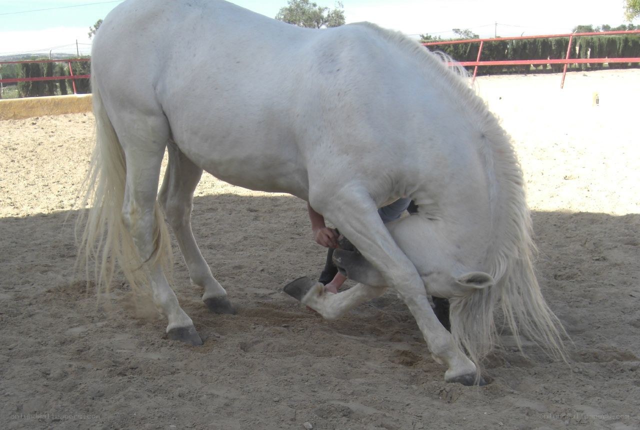 White horse being shod