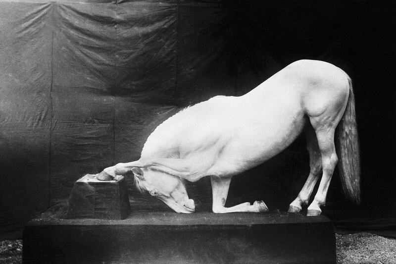 White horse bending down