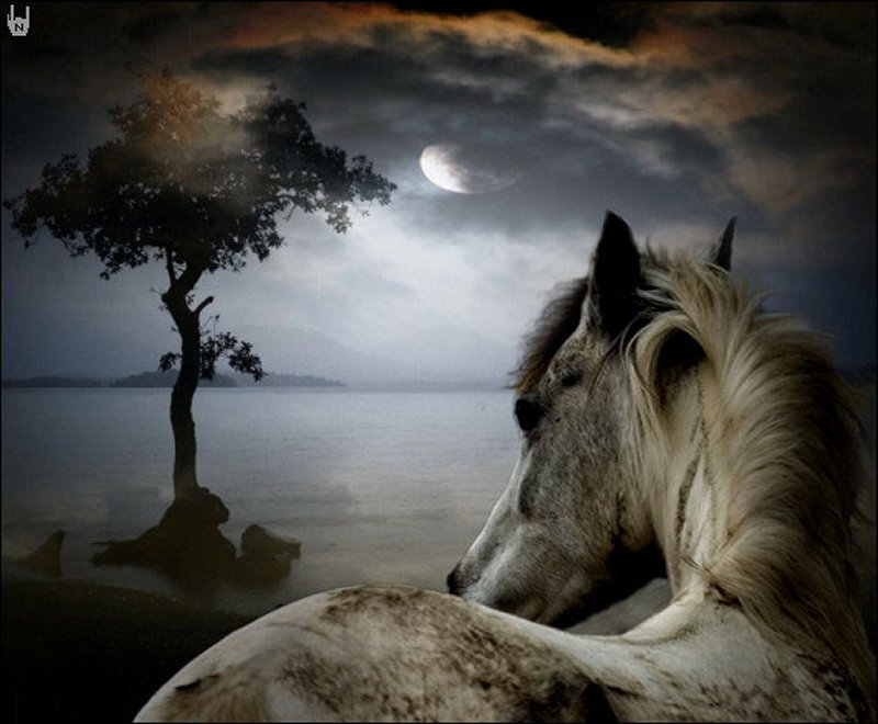 White Horse by Lake