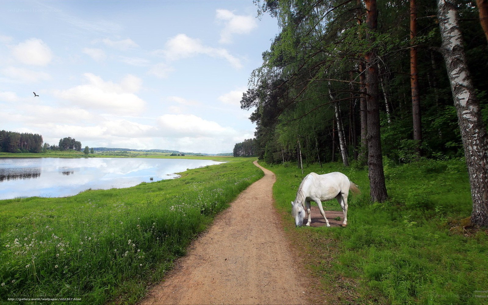 White horse by lakeside path