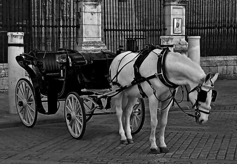 White Horse Carriage — Black