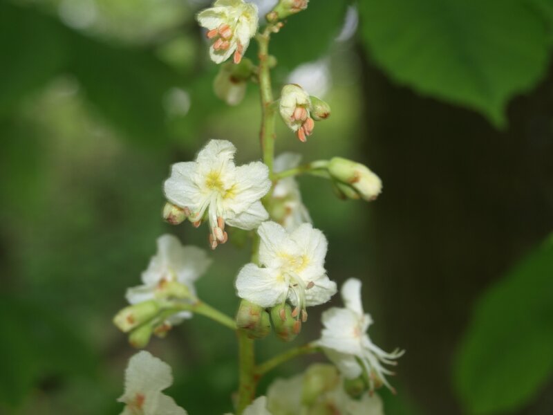 White Horse Chestnut Flowers — Calm, Spring